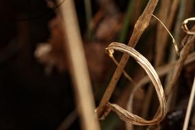 Straw Nature