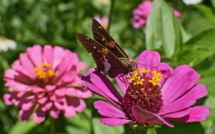 Silver-Spotted Skipper butterfly On Zinnia