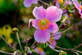 beautiful spring flowers on a branch