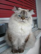 Persian cat with blue eyes on the windowsill