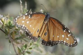 brown butterfly on a green plant in Arizona, close-up