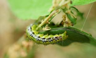 Close-up of the colorful, shiny caterpillar on the plant with leaves