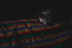 Cat in Dark Room