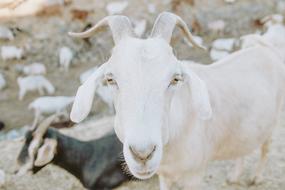 Goat Animal Mountain