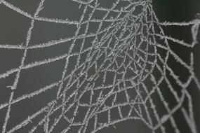 cobweb covered with hoarfrost, macro