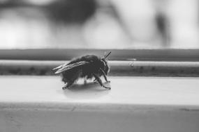 Fly Insect on window