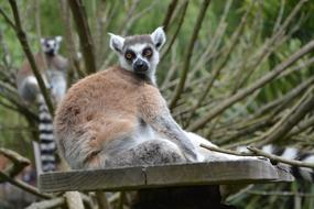 Lemur Animal in Zoo