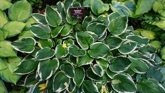 green leaves on a bush in the garden