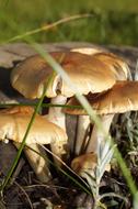 Mushroom Nature Spring