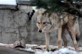 Gray Wolf Canis Lupus Ordinary