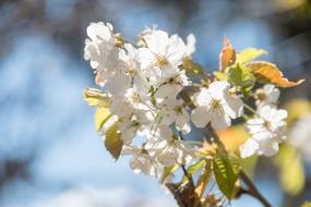 white beautiful flowers with leaves on a branch