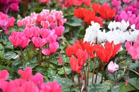 beautiful flowers in the leaves