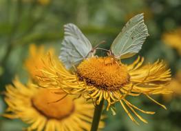 Close-up of the beautiful, orange and yellow flowers with green butterflies