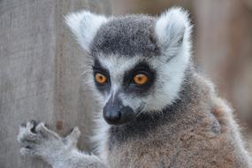 Lemur Animal Wildlife