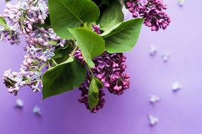 Purple Flower Bloom