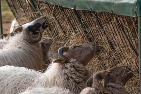 sheep Ram Animal Eating