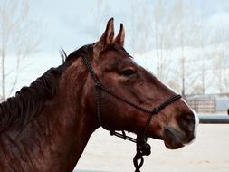 portrait of Brown Horse Animal