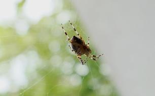 Legs Insect at Garden