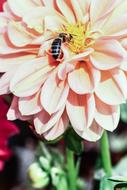Insect Flower at Nature Garden