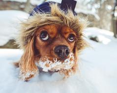 Fur Animal Puppy in snow