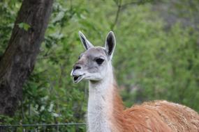 wild Lama in Guanaco Zoo