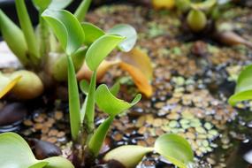 wild plant in the ground