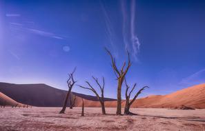trees in the desert