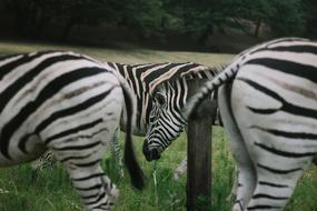 grazing Zebra Animal at Wildlife
