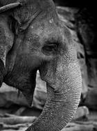 Black And white photo of Elephant Animal Wildlife