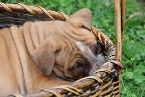 Dog Puppy Wrinkled Basket Wrinkles