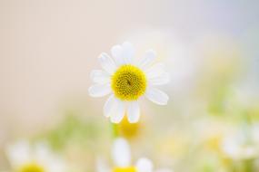 beautiful daisies on a light background