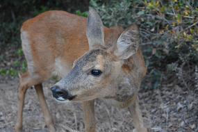 portait of curious deer