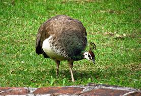 Peacock Bird Nature