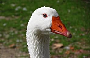 Goose Beak Bird