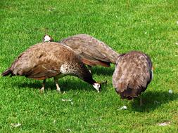 wild Peacock Birds in Nature