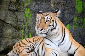 Tiger Animal at wildlife