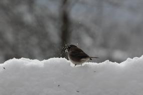 Beautiful and cute bird on the shiny snow, near the trees, in the winter