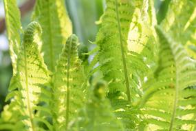 young green fern, forest