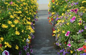 Flowers Allée Fleurie Dol De
