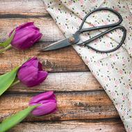 scissors, cloth and purple tulips