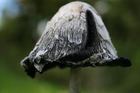 gray mushroom cap