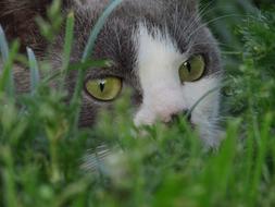 Portrait of the cute, colorful and beautiful cat with shiny eyes, among the green grass