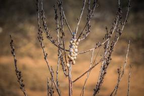 white snails on branches