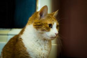 Young red white Cat profile, blur background