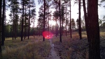 Beautiful and colorful landscape of the forest with trees, and dog, at beautiful sunset