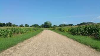 Crops Farming Belize