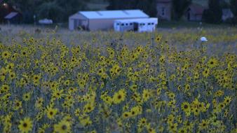 Field Sunflower Nature
