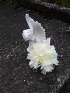 a white flower on the ground