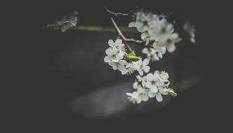 white small flowers on a branch