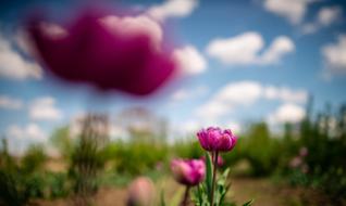 Violet Purple Flower